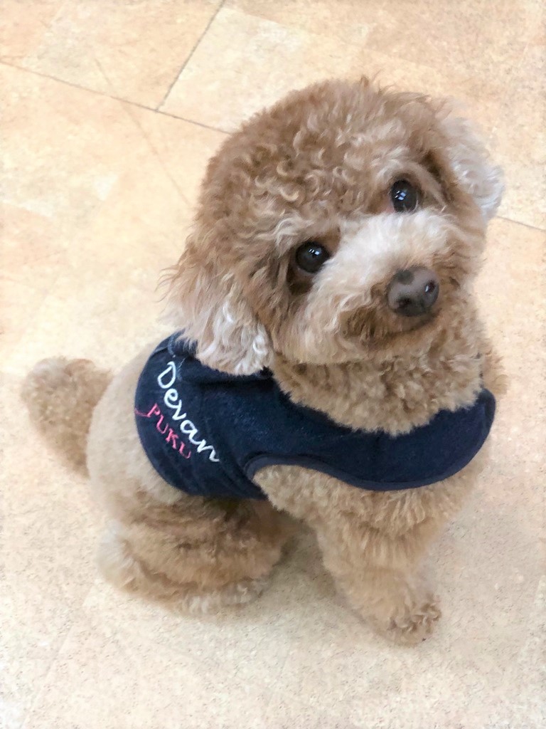 横浜市の犬のしつけレッスン 中区 トイ プードル ぷくくん 3才 Visse S Blog 横浜市の犬のしつけレッスン ドッグスクールvisse