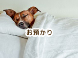ペットホテル