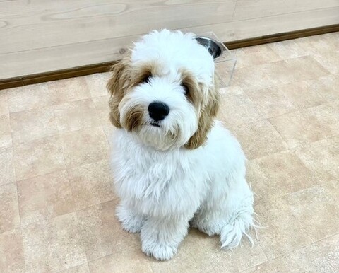 マロ.jpgのサムネイル画像