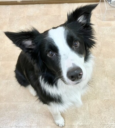 ロイ.JPGのサムネイル画像